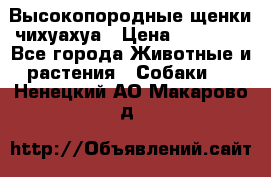 Высокопородные щенки чихуахуа › Цена ­ 25 000 - Все города Животные и растения » Собаки   . Ненецкий АО,Макарово д.